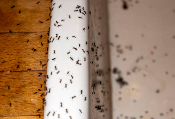 Best Pest Control for Homes  in Shenandoah Heights, PA