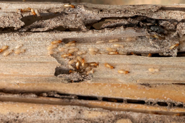 Best Commercial Pest Control Services  in Shenandoah Heights, PA